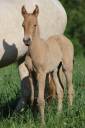 Filly PRE Pure Spanish Bred For sale 2025 Other color