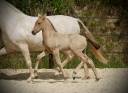 Filly PRE Pure Spanish Bred For sale 2025 Other color
