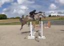 Gelding sBs Belgian Warmblood For sale 2020 Grey