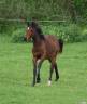 Gelding Selle Français For sale 2024 Bay