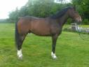 Gelding Selle Français For sale 2020 Bay
