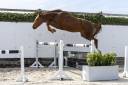 Gelding Zangersheide For sale 2021 Chesnut