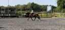 Stunning TB gelding