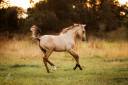 Colt Lusitano For sale 2025 Buckskin