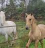Colt Lusitano For sale 2025 Buckskin