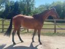 Gelding Selle Français For sale 2018 Bay