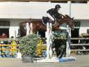 Mare French Saddle Pony For sale 2012 Chesnut