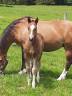 Colt Franche-Montagne For sale 2025 Bay