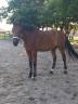 Gelding Selle Français For sale 2018 Bay
