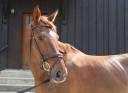 Mare Origin Recorded For sale 2017 Liver chestnut