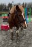 Mare Pottok  Part-Livery 2021 Coloured
