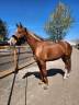 Gelding Hanoverian For sale 2018 Chesnut