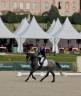 Mare KWPN Dutch Warmblood For sale 2021 Grey