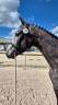 Gelding Selle Français For sale 2022 Grey