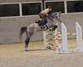 Mare sBs Belgian Warmblood For sale 2019 Grey