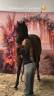 Stallion French Saddle Pony For sale 2013 Bay