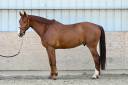 Gelding KWPN Dutch Warmblood For sale 2019 Chesnut