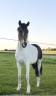 Gelding Curly For sale 2023 Coloured