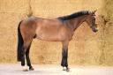 Gelding sBs Belgian Warmblood For sale 2021 Bay