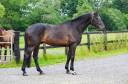 Gelding Selle Français For sale 2015 Bay