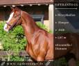 Gelding Westphalian  For sale 2020 Chesnut
