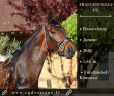 Mare Hanoverian For sale 2020 Dark Bay