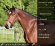 Mare Hanoverian For sale 2021 Bay