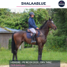 Gelding Thoroughbred For sale 2020 Bay