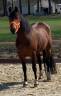Mare Franche-Montagne For sale 2012 Bay