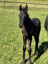 Colt Friesian For sale 2025 Black