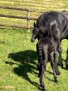 Colt Friesian For sale 2025 Black