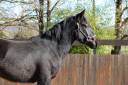 Gelding Mérens For sale 2022 Black