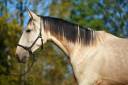 Entire PRE Pure Spanish Bred For sale 2022 Buckskin