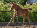 Filly Zangersheide For sale 2025 Grey