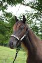 Mare PRE Pure Spanish Bred For sale 2022 Liver chestnut