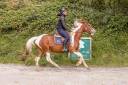 Mare Origin Recorded For sale 2021 Coloured