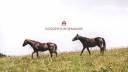 Equestrian property  Manche