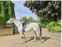 Mare Arabian Thoroughbred For sale 2015 Grey