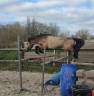 Gelding Connemara For sale 2020 Grey
