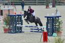 Gelding Belgian Riding Pony For sale 2018 Black