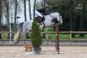 Gelding Selle Français For sale 2019 Grey