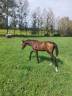 Mare Zangersheide For sale 2024 Bay