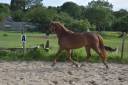 Filly Landais For sale 2023 Chesnut