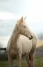 Filly Akhal Teke For sale 2025 Perlino