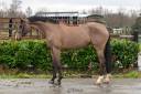 Mare Zangersheide For loan 2014 Bay