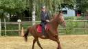 Mare French Trotter For sale 2019 Chesnut
