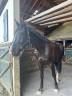 Gelding Zangersheide For sale 2018 Dark Bay