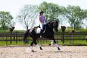 Mare KWPN Dutch Warmblood For sale 2013 Black