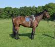 Gelding French Trotter For sale 2013 Bay