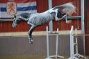 The Sport Horse Centre - Success Breeds Success